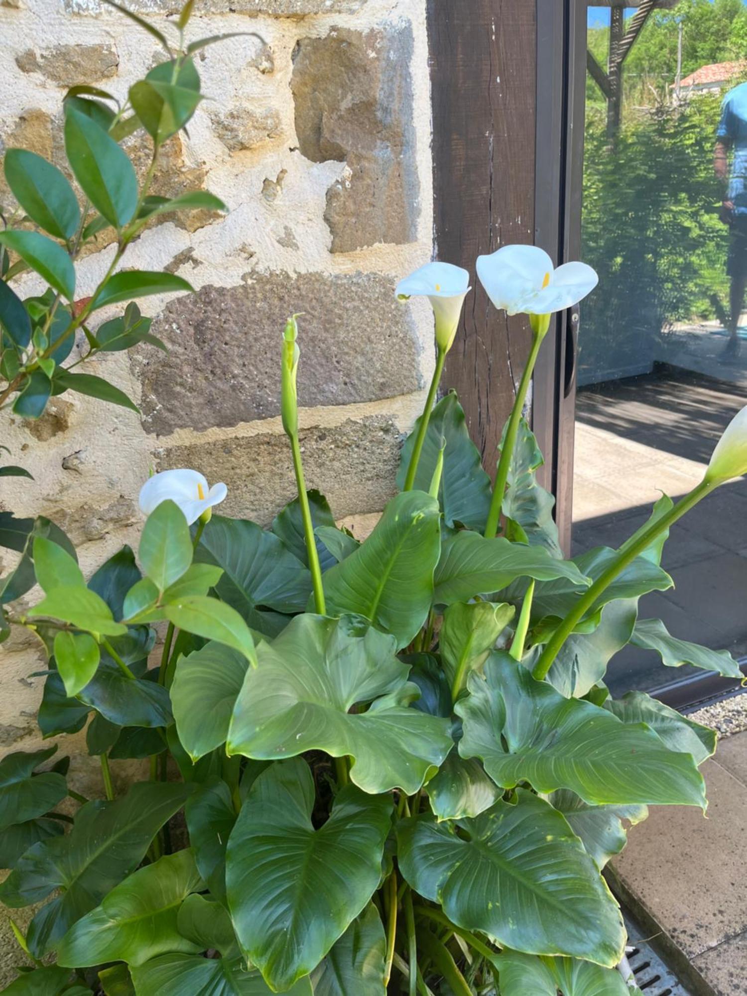 Gite 1, Domaine Logis Gascogne Saint-Justin  Bagian luar foto